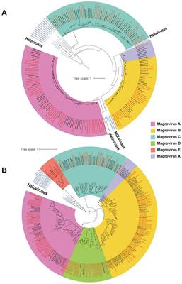 Diversity, distribution, and functional potentials of magroviruses from marine and brackish waters